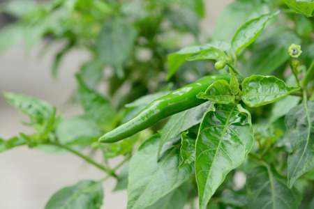 Fresh chilli Bird's Eye Chili Pepperの写真素材