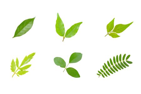 Collection green leaf isolate on white backgroundの写真素材