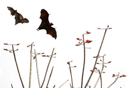 Bats silhouettes and beautiful branch for background usageの写真素材