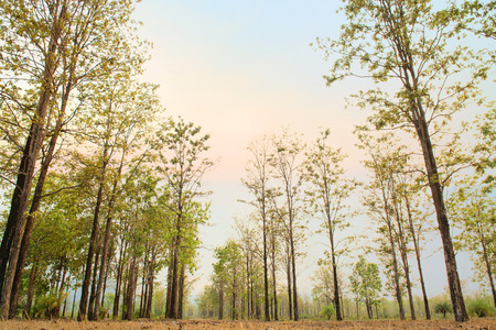 Beautiful green forest agent sunset time as backgroundの写真素材