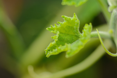 Beautiful pumpkin leaf in nature as backgroundの写真素材
