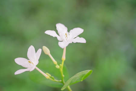 Beautiful white flower over green backgroundの写真素材