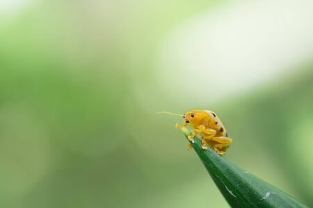 fourteen spotted beatle bug on leaf isolate on green background