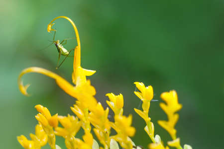 Grasshopper on yellow flower as backgroundの写真素材