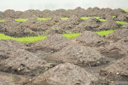 manure in the countryside near river for agriculture background