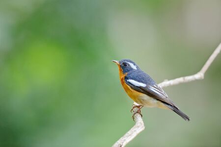 Mugimaki flycatcher ,Beautiful bird perching on branch as animal backgroundの写真素材