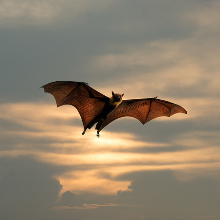 Bat flyingの写真素材