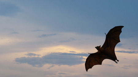 Bat flying