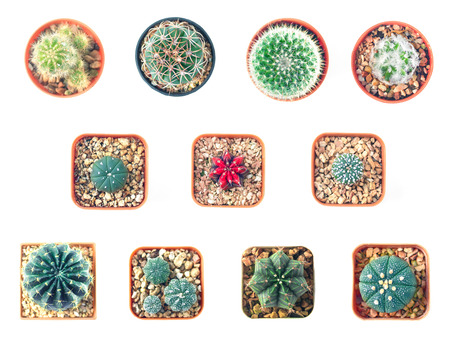 Cactus top view collection isolate on white backgroundの写真素材