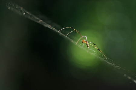 spider on spider's web as backgroundの写真素材