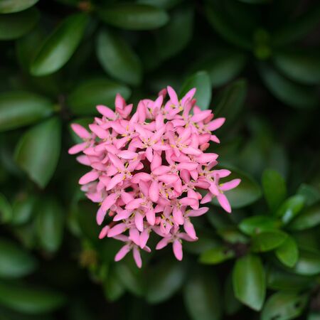 Red spike flower.King Ixora blooming (Ixora chinensis).Rubiaceae flower, Ixora coccinea It is a flowering shrub nativeの写真素材