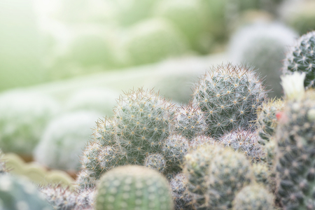 Cactusの写真素材
