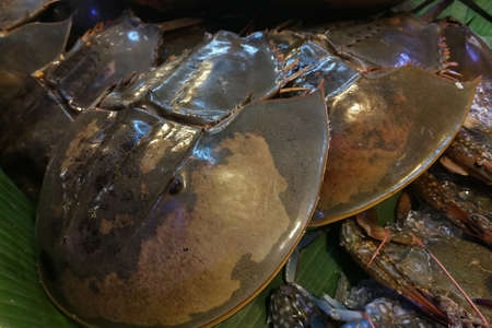 Appetizer Seafood : Fresh Horseshoe Crab in the marketの写真素材