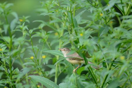 Plain Prinia ,Bird perching on branch as backgroundの写真素材
