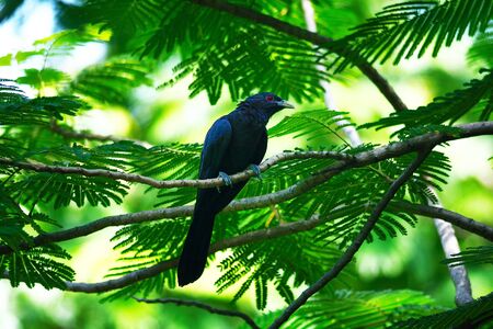 asian koel bird (Eudynamys scolopaceus) male perching on branchの写真素材