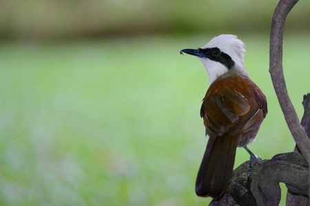 White-crested laughingthrush perching on branch as backgroundの写真素材