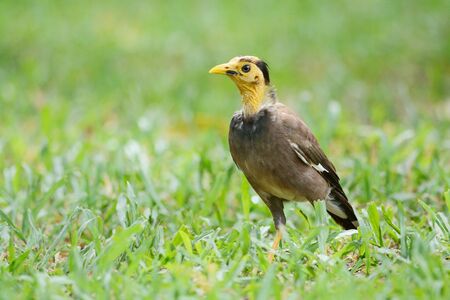 Common Mynas has Genetic Disorders walking on green grass