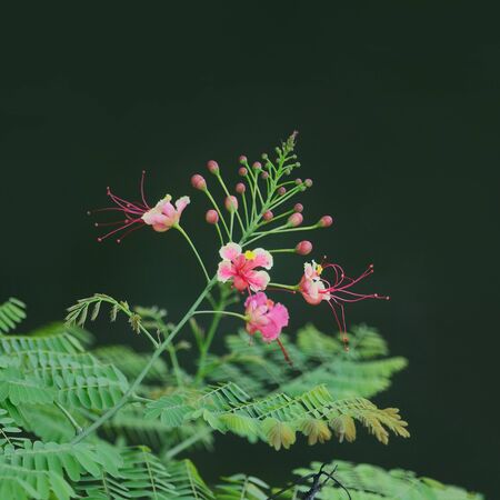 Closeup to Fresh Barbadose Pride,Dwarf Poinciana ,Caesalpinia Pulcherrima flower as backgroundの写真素材