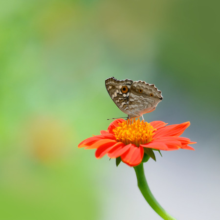 Closeup butterfly on flower (Lemon Pansy butterfly)の写真素材