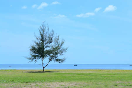 Pine tree near sea against blue sky backgroundの写真素材