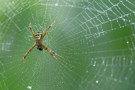 Spider on web for wildlife background