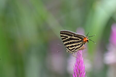 The Small Long-banded Silverline ,Beautiful butterfly as backgroundの写真素材