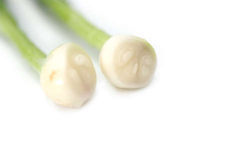 Fresh vegetable herbs. Spring onion isolated on white backgroundの写真素材