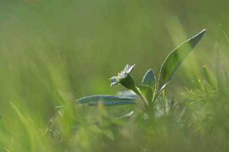 Beautiful white flower over green grass background.