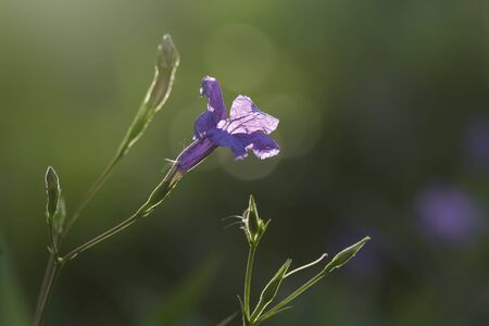 Ruellia tuberosa , Violet flower blooming in garden as background