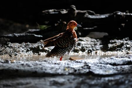Red-legged crake ,Bird of Thailandの写真素材