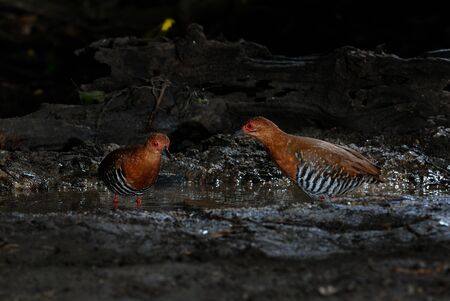 Red-legged crake ,Bird of Thailandの写真素材