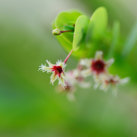 phyllanthus pulcher plant in nature gardenの写真素材