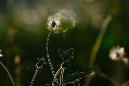Flowers in meadow against sunset as backgroundの写真素材