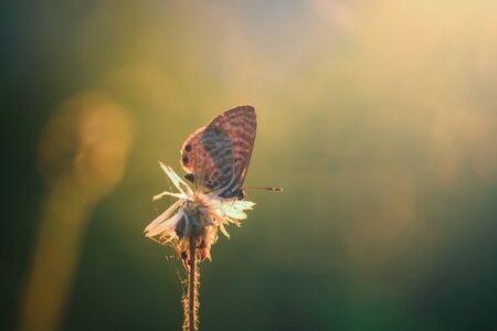 Butterfly perching on flower against sun lighting in evening time