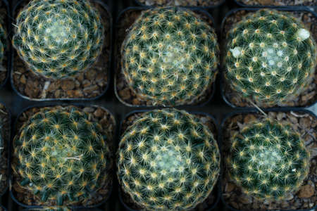 cactus on plant potの写真素材