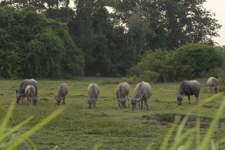 buffaloes in the field