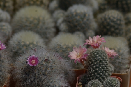 Beautiful old rose cactus flower as backgroundの写真素材