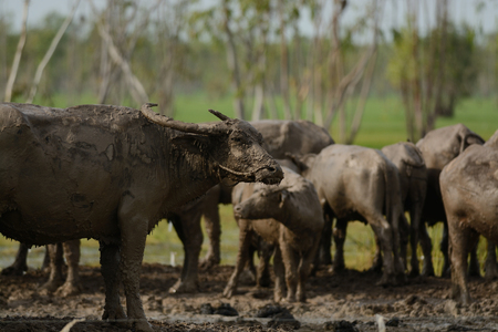 Buffalo farm in clay with blue sky backgroundの写真素材