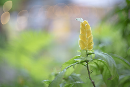 yellow flower for gardening dessignの写真素材
