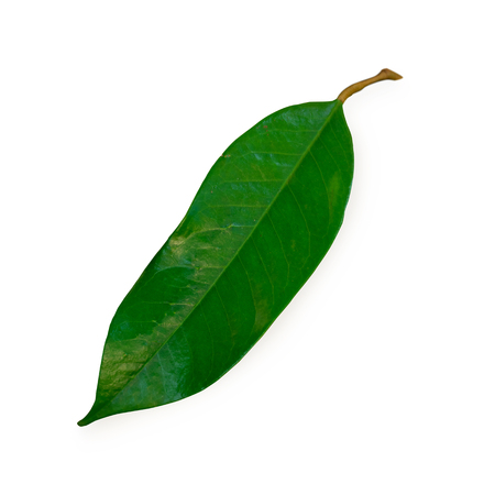 Durian leaf , Durian is tropical fruit of southeast asia.の写真素材