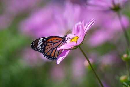 Butterfly (The Common Tiger) perching over purple flowers as wildlife backgroundの写真素材