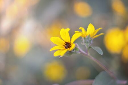 Beautiful California Brittlebush Flowers (Yellow flower)の写真素材