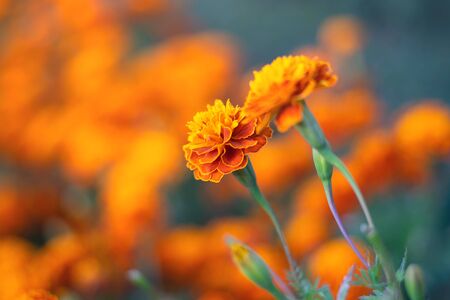 Beautiful golden marigold flower (Calendula officinalis) as floral backgroundの写真素材