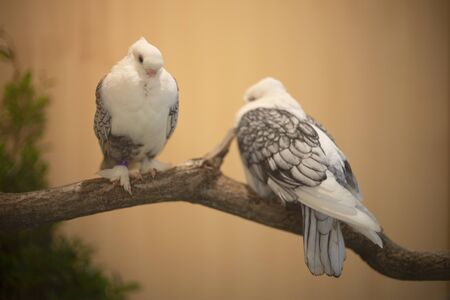Satinette Pigeon bird perching on branch