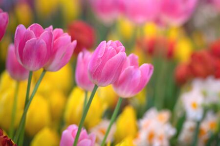 Colorful of tulips flowers against sunlight as floral backgroundの写真素材