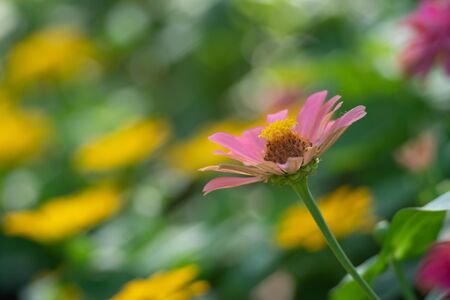 Zinnia violacea flower blossom as flora background