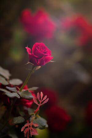 red rose flower as valentine backgroundの写真素材