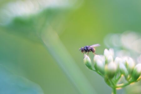 Fly perching over white flowersの写真素材