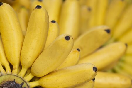 Bunch of ripe bananas or Pisang Mas bananas over yellow backgroundの写真素材