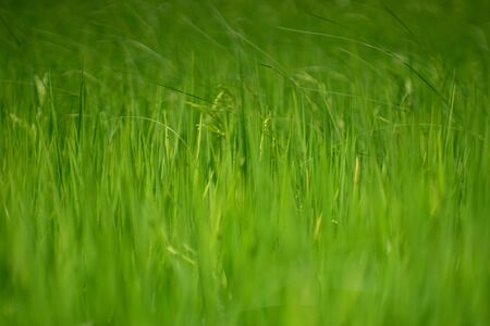 Paddy rice in the rice field meadow